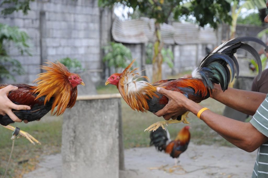 Memilih ayam petarung terbaik